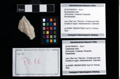 Foto (Objekt + Etikett) von Mundopsidae indet.  (NHMW-GEO-2014-0194-0616)
